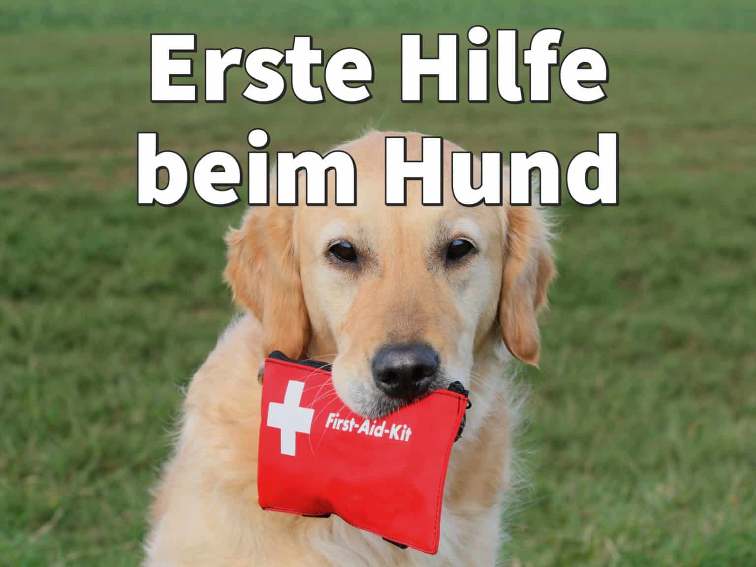 Erste-Hilfe-Kurs
